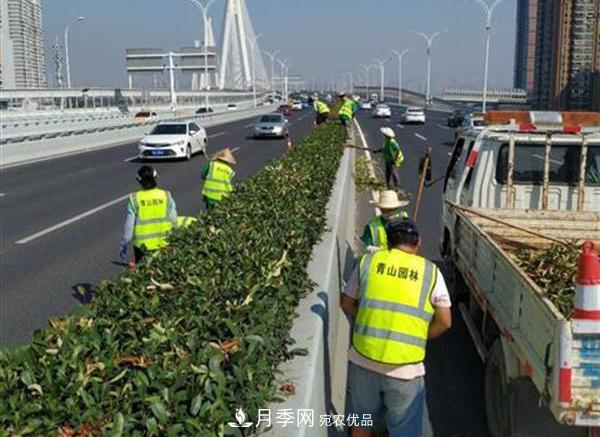 武漢園林工人高溫下修枝除草，守護(hù)城市月季景觀(圖2)