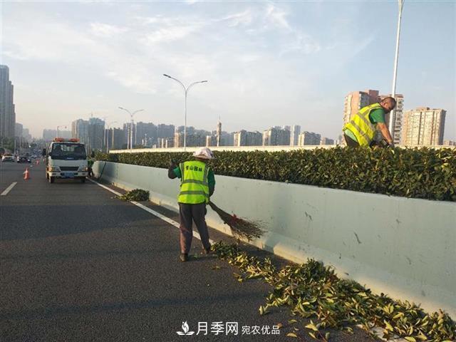 武漢園林工人高溫下修枝除草，守護(hù)城市月季景觀(圖3)