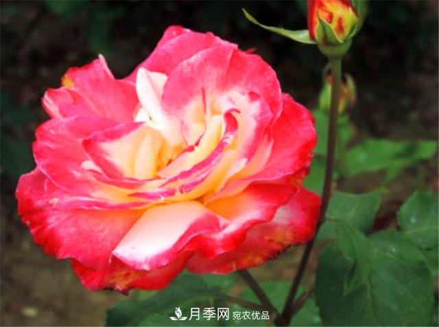 香水月季紅雙喜，學會5個要點，花朵又大又香(圖3)