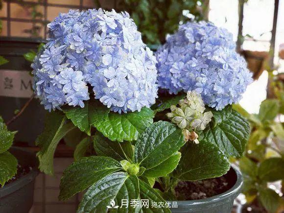 8月，不要再買(mǎi)這3種花，賞花時(shí)間短，很不劃算(圖2)