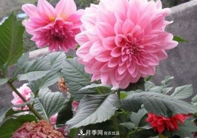 甘肅省種植月季花也能年入800萬？生意經(jīng)全在這(圖1)