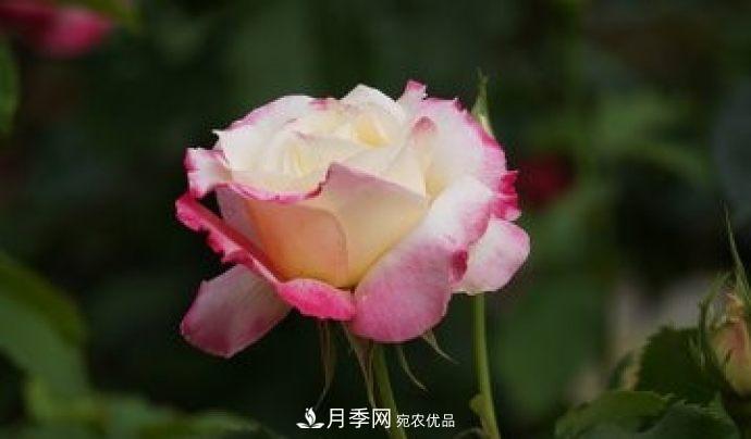 甘肅省種植月季花也能年入800萬？生意經(jīng)全在這(圖2)