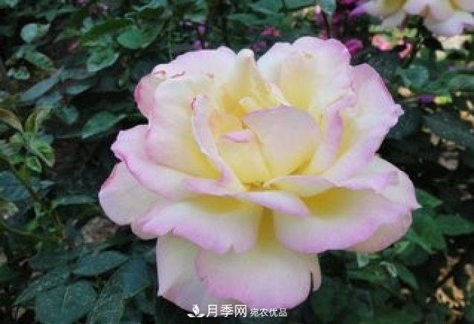 甘肅省種植月季花也能年入800萬？生意經(jīng)全在這(圖3)