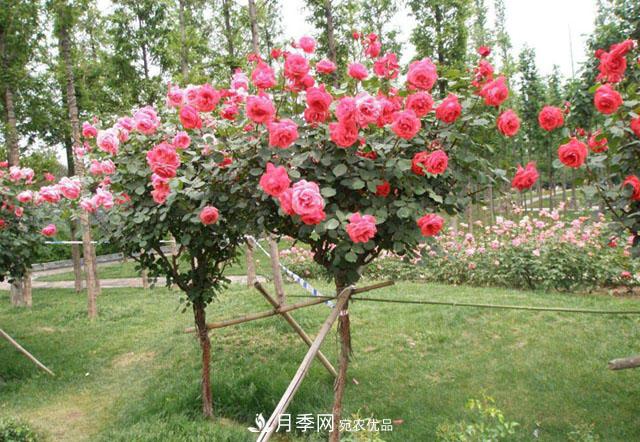 比烈日更潑辣的3種花樹，盛夏燦爛無比，你要養(yǎng)一棵嗎？(圖3)