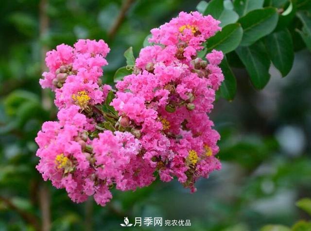 比烈日更潑辣的3種花樹，盛夏燦爛無比，你要養(yǎng)一棵嗎？(圖1)