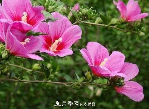 比烈日更潑辣的3種花樹，盛夏燦爛無比，你要養(yǎng)一棵嗎？(圖2)