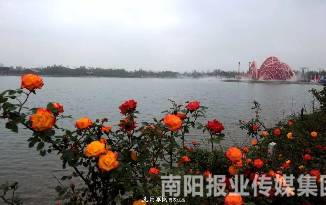 月季花美了一座城，2019世界月季洲際大會(huì)給南陽(yáng)帶來(lái)了什么？(圖1)