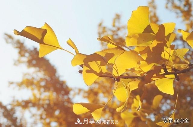 什么樣的觀賞樹(shù)種發(fā)展行情更好？(圖1)