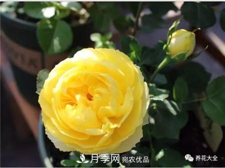 花期***長的10種月季，種一棵賞大半年(圖3)