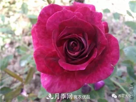 花期***長的10種月季，種一棵賞大半年(圖9)