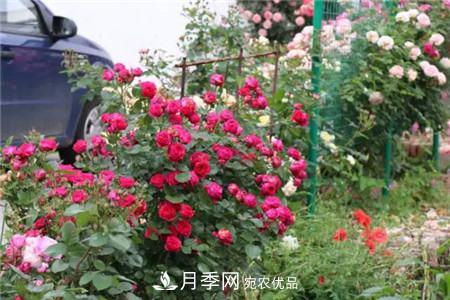 花期***長的10種月季，種一棵賞大半年(圖12)