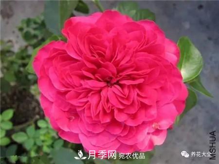 花期***長的10種月季，種一棵賞大半年(圖11)