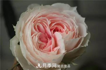 花期***長的10種月季，種一棵賞大半年(圖15)