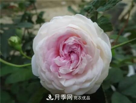 花期***長的10種月季，種一棵賞大半年(圖19)