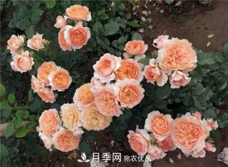 花期***長的10種月季，種一棵賞大半年(圖18)