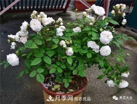 花期***長的10種月季，種一棵賞大半年(圖20)