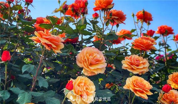 河南商丘市萬(wàn)株月季花成為網(wǎng)紅打卡地(圖1)