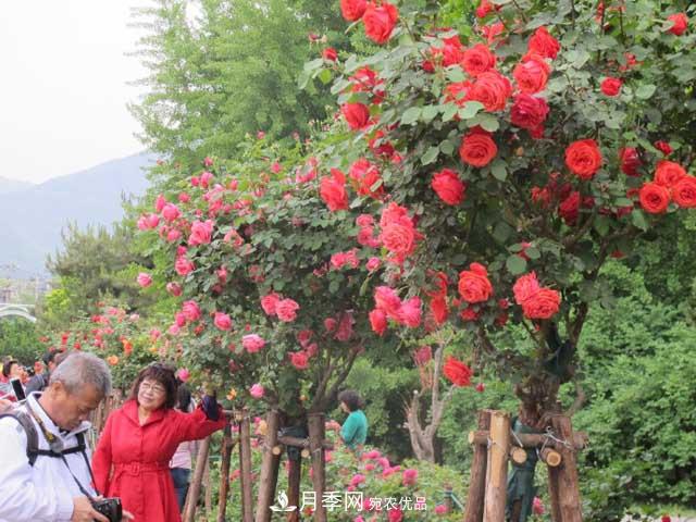 北京植物園樹狀月季花盛開，觀賞效果超級(jí)贊！(圖4)