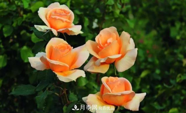 別養(yǎng)普通月季花了，看這3種變色月季，好看又好養(yǎng)活(圖1)