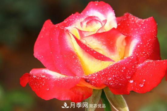 紅雙喜月季花的特點(diǎn)(圖1)