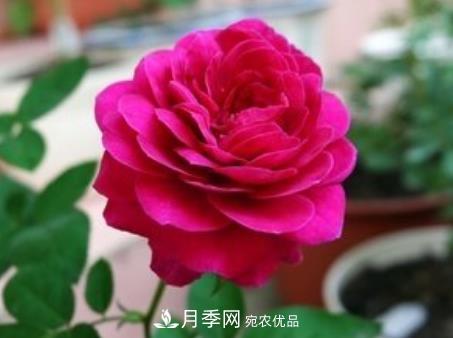 3種“***香月季花”，個個香氣四溢，驚艷四座，年年開花(圖2)