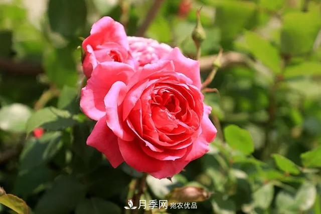 花中皇后月季花，這三大優(yōu)點(diǎn)***受人歡迎(圖3)