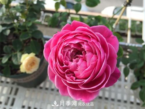 10個品種月季花顏值排行榜，一個比一個驚艷！(圖5)