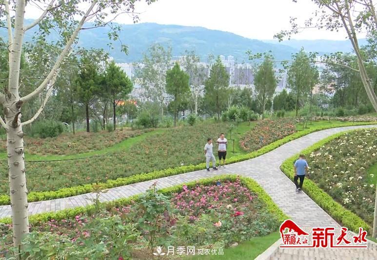 甘肅天水秦州：新增打卡地 北山月季生態(tài)園邀你來賞花(圖1)