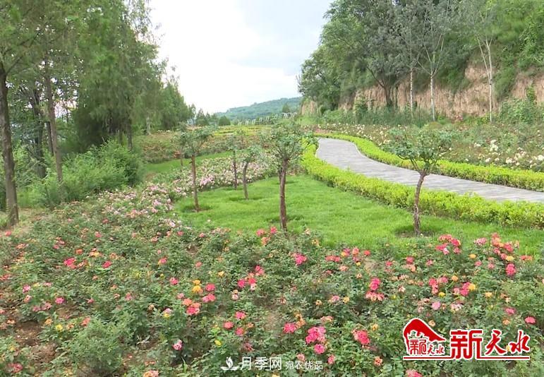 甘肅天水秦州：新增打卡地 北山月季生態(tài)園邀你來賞花(圖3)