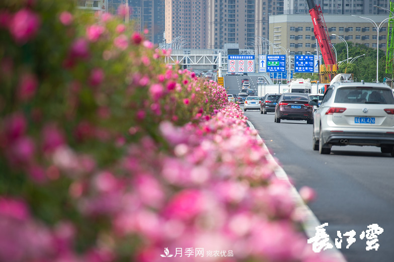 百萬月季集中綻放 “5朵金花”將齊放國慶 扮靚江城武漢(圖1)