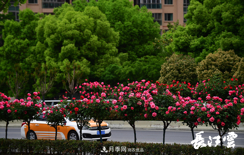 百萬月季集中綻放 “5朵金花”將齊放國慶 扮靚江城武漢(圖2)