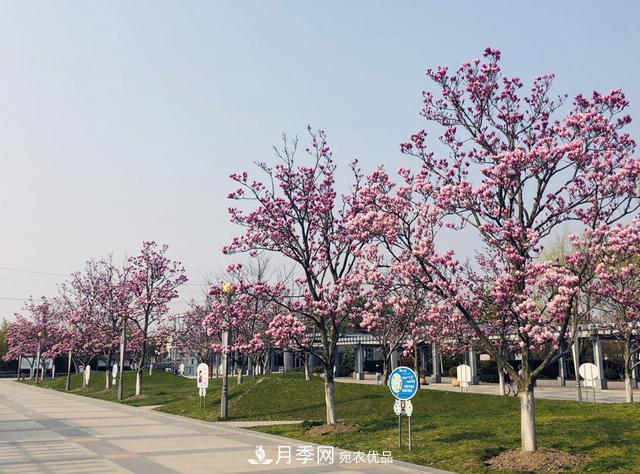 上海閔行有座公園 1357棵品種玉蘭樹惹人愛(圖1)