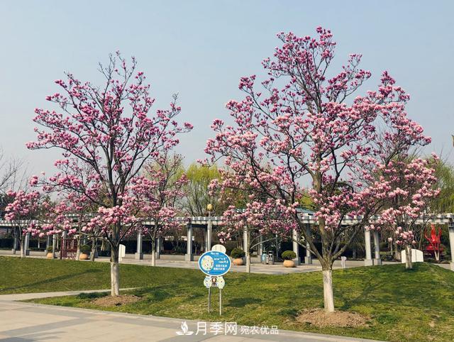 上海閔行有座公園 1357棵品種玉蘭樹惹人愛(圖2)