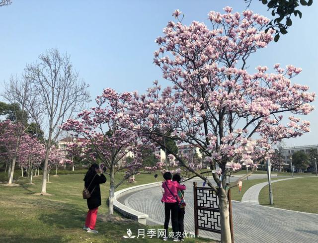 上海閔行有座公園 1357棵品種玉蘭樹惹人愛(圖5)