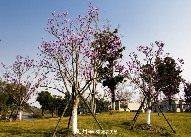 上海閔行有座公園 1357棵品種玉蘭樹惹人愛(圖9)