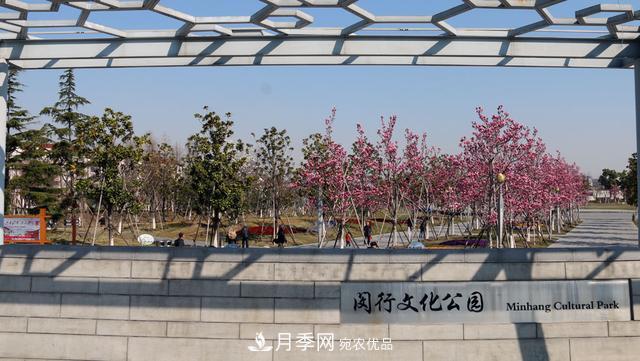 上海閔行有座公園 1357棵品種玉蘭樹惹人愛(圖8)