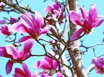 玉蘭為何被稱為“望春花”？北京***老的玉蘭樹在哪里？(圖1)