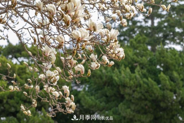 大連勞動公園***大的玉蘭樹開花，引得游人爭相留影(圖1)