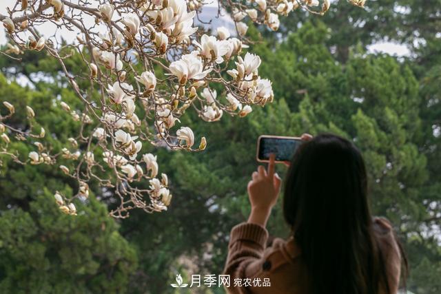 大連勞動公園***大的玉蘭樹開花，引得游人爭相留影(圖3)