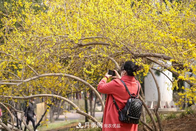 大連勞動公園***大的玉蘭樹開花，引得游人爭相留影(圖4)