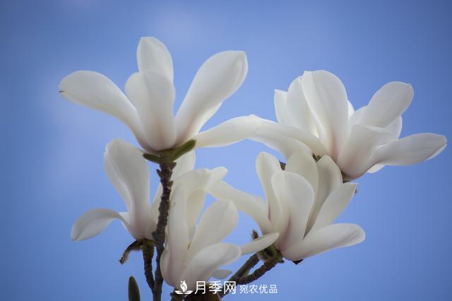 玉蘭樹：花先枝葉開，綻放一樹華(圖1)