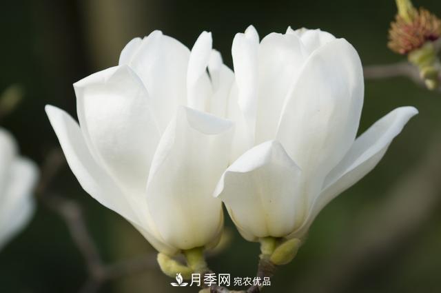 玉蘭樹：花先枝葉開，綻放一樹華(圖4)