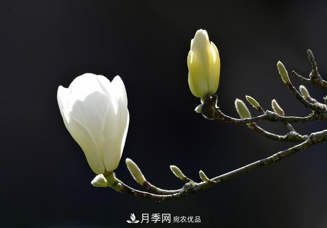 玉蘭樹：花先枝葉開，綻放一樹華(圖3)