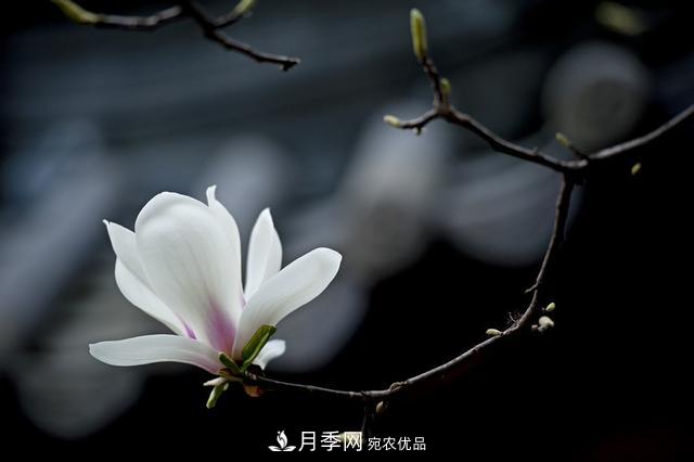 玉蘭樹：花先枝葉開，綻放一樹華(圖7)