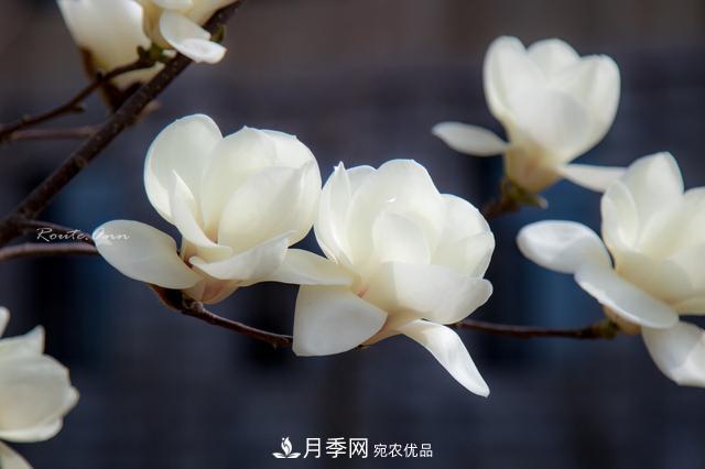 玉蘭樹：花先枝葉開，綻放一樹華(圖6)