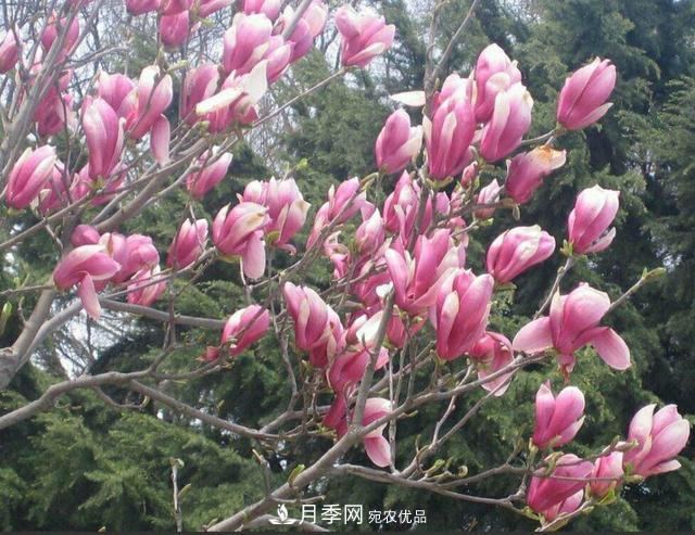 試行“花木證” 南召破解花木產(chǎn)業(yè)融資難(圖1)