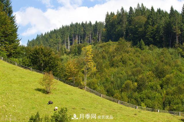 落葉松育苗造林技術(shù)，種植方法既簡單又方便，高產(chǎn)又增收(圖2)