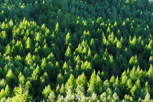 落葉松育苗造林技術(shù)，種植方法既簡單又方便，高產(chǎn)又增收(圖1)