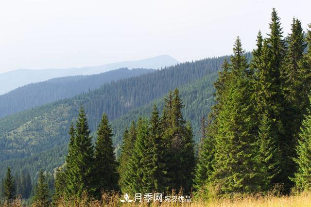 落葉松育苗造林技術(shù)，種植方法既簡單又方便，高產(chǎn)又增收(圖4)