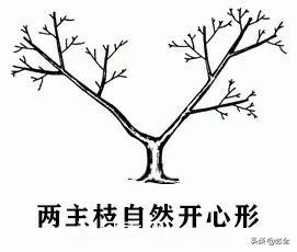 苗木的樹形怎么區(qū)分？(圖3)